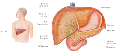 Body---Liver-1